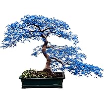 Japanese Red Maple Bonsai Tree Cheap Seeds, mini bonsai Seeds, 50